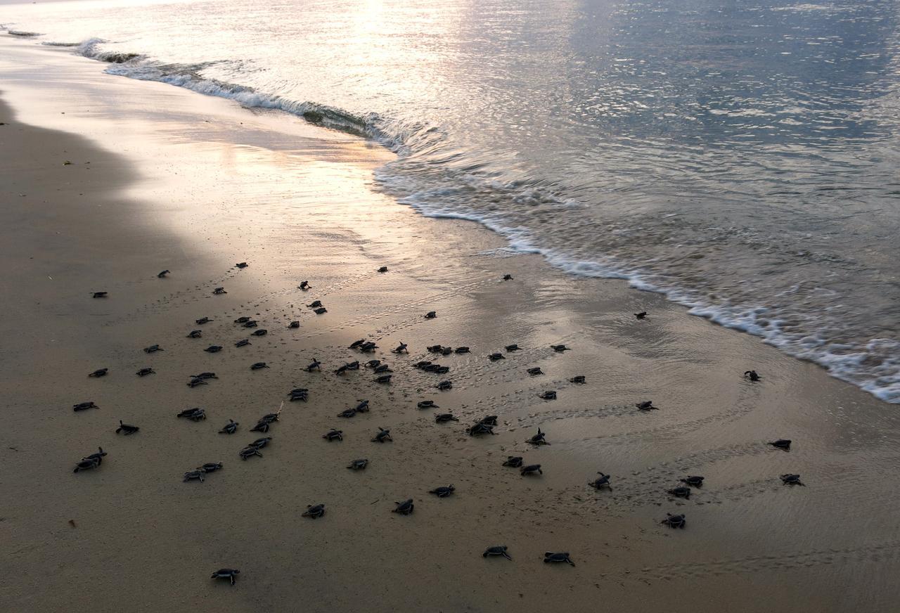 Emayani Beach LodgePangani エクステリア 写真