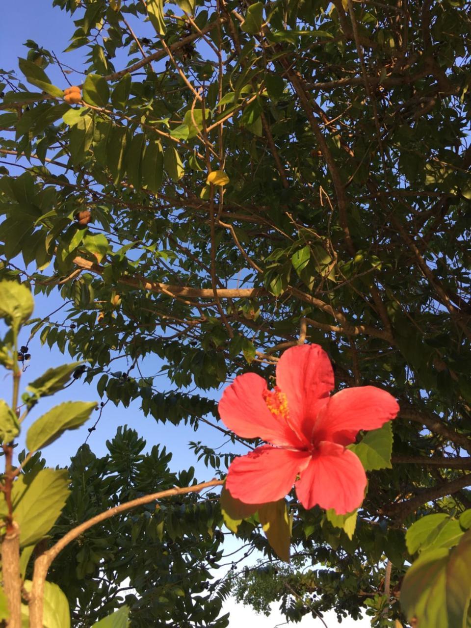 Emayani Beach LodgePangani エクステリア 写真
