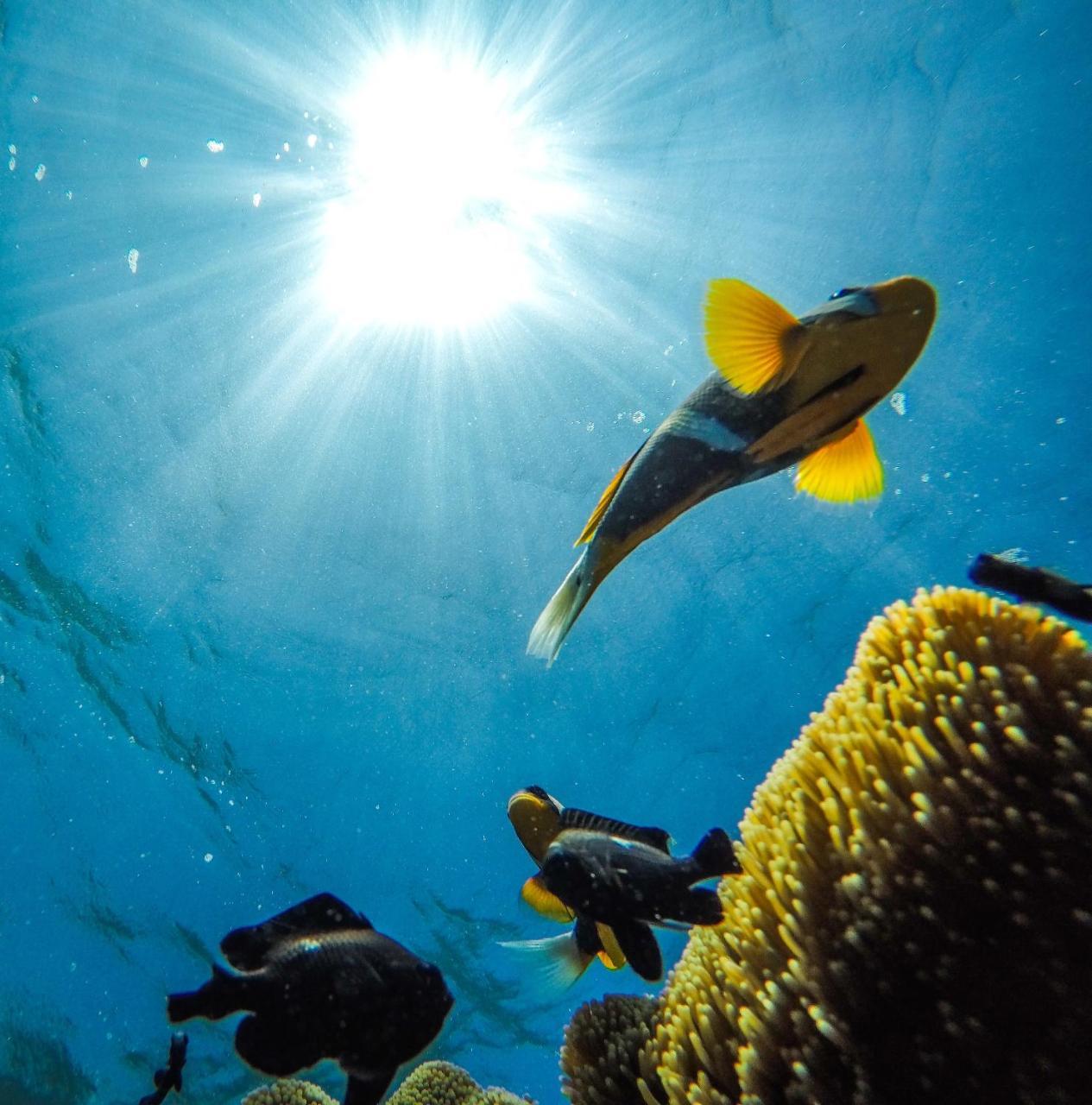 Emayani Beach LodgePangani エクステリア 写真