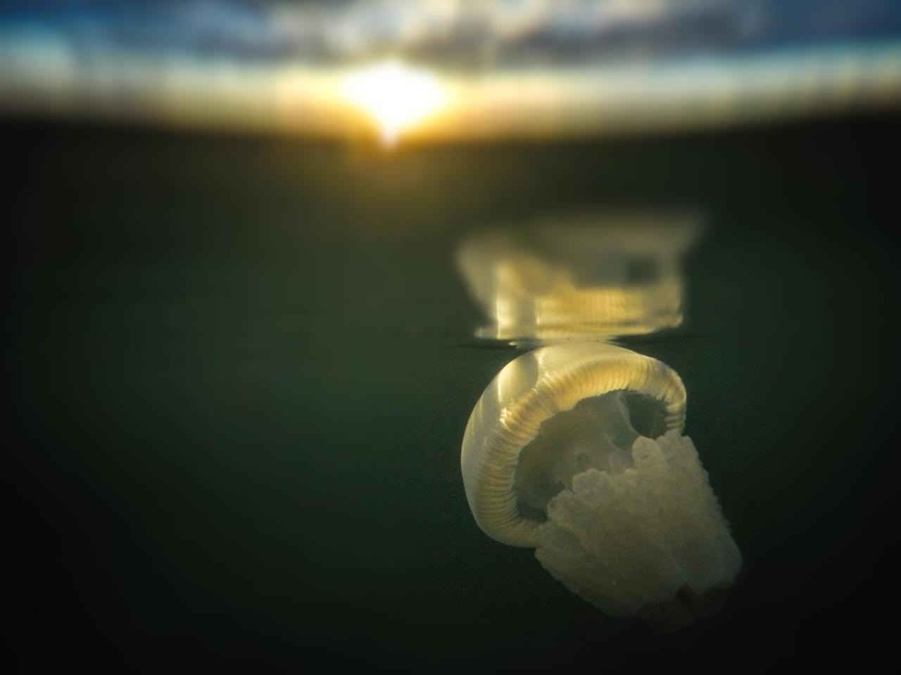Emayani Beach LodgePangani エクステリア 写真